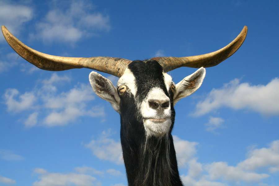 Vecin de masa intr-un restaurant bucurestean