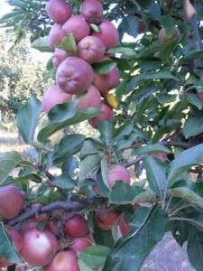 Terroir roumain - Marul romanesc si alte delicatese