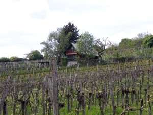 Vinuri naturale si bio