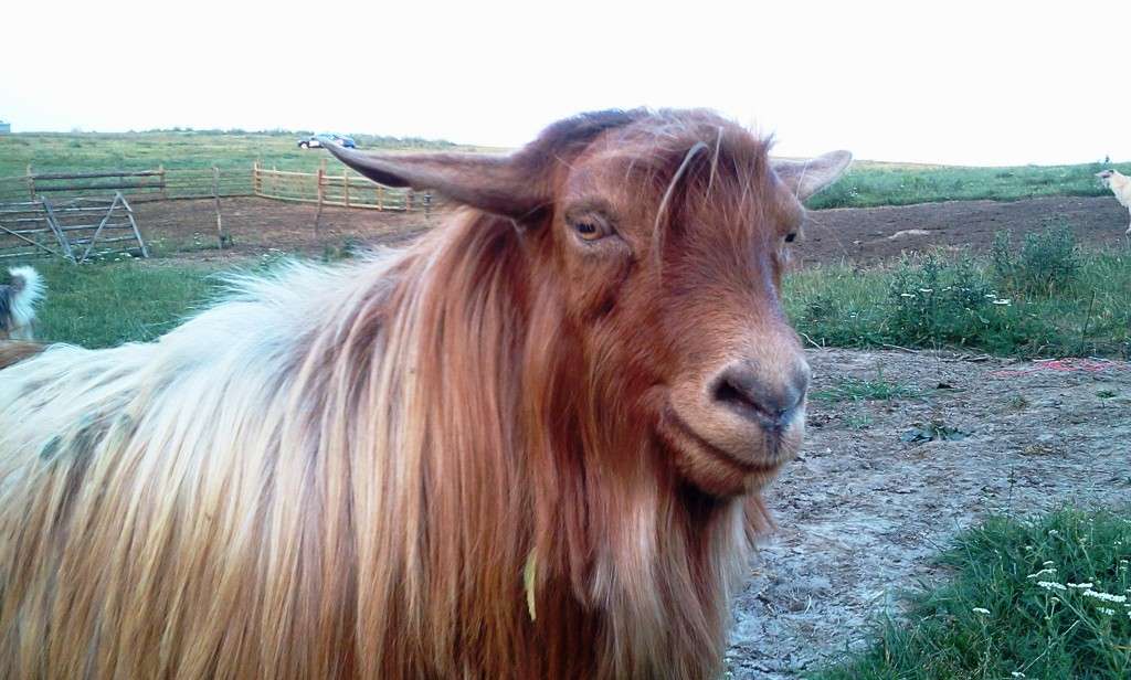 David Contant - cioban in Romania