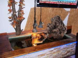 Broscutele de la Nuci in Afumati Broscutele de la Nuci in Afumati