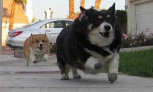 Candidati la jobul de la Restograf