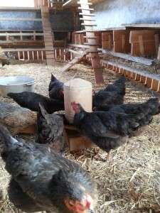 Produse naturale din Romania