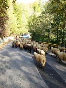 Produse naturale din Romania