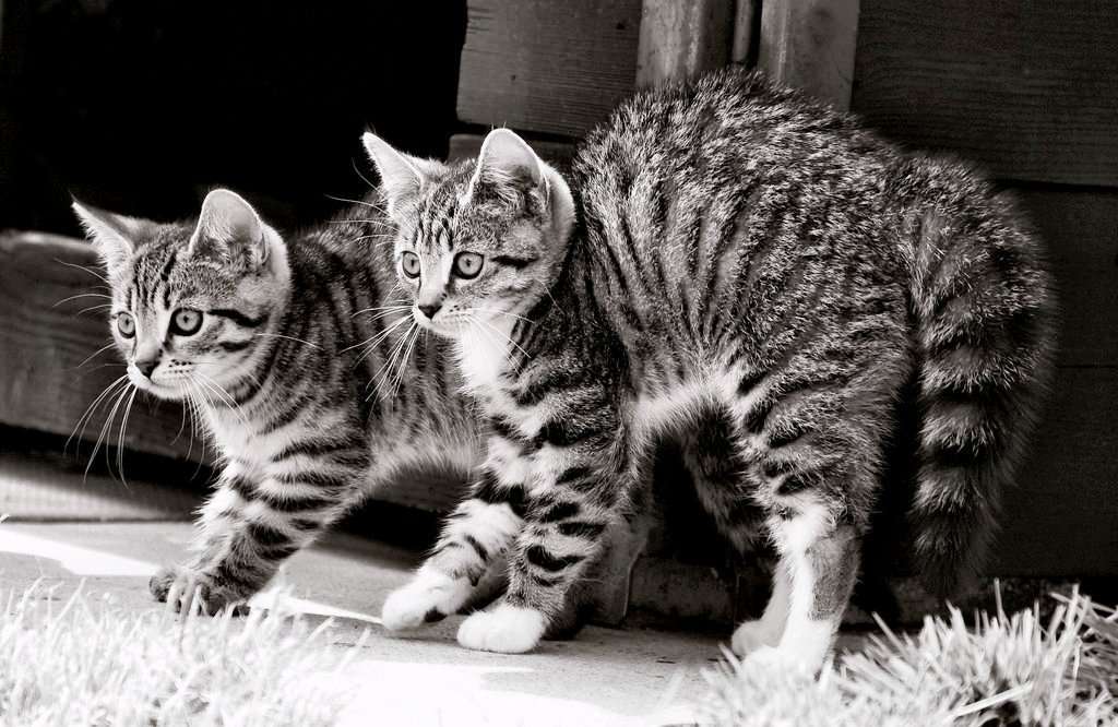 Oamenii de la Zaitoone asteptand clientii Oamenii de la Zaitoone asteptand clientii