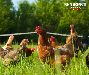 Pasari-crescute-in-curte