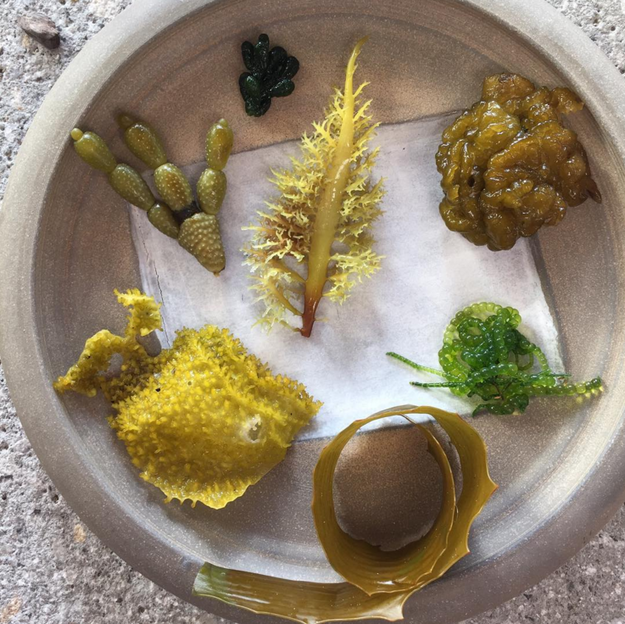 Alge // sursa foto: Instagram