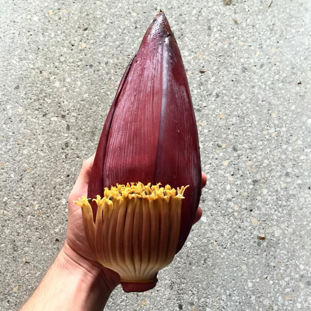 Floare de banana // sursa foto: Instagram