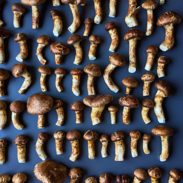 Ciuperci // sursa foto: Instagram