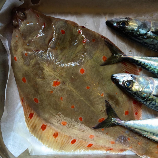 Creaturi marine // sursa foto: Instagram