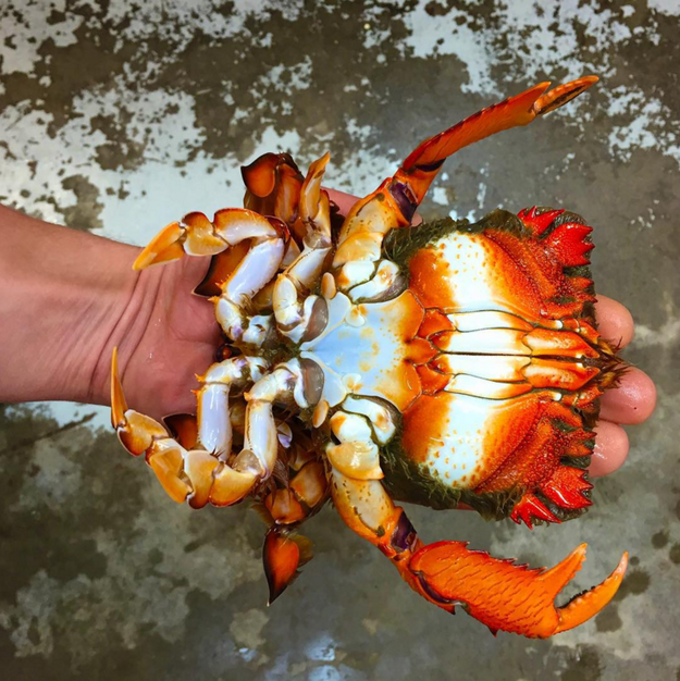 Crab // sursa foto: Instagram