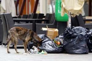 Ce cantitate de mancare arunca restaurantele? (Studiu UFS)