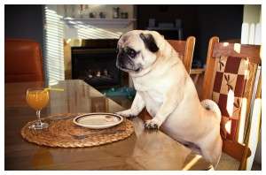 Atmosfera nu tine de foame