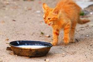 Recuperati chelnerita si inchideti restaurantul!