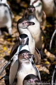 Nu-i frumos sa-ti umpli carciuma cu oameni pe care nu-i poti hrani…