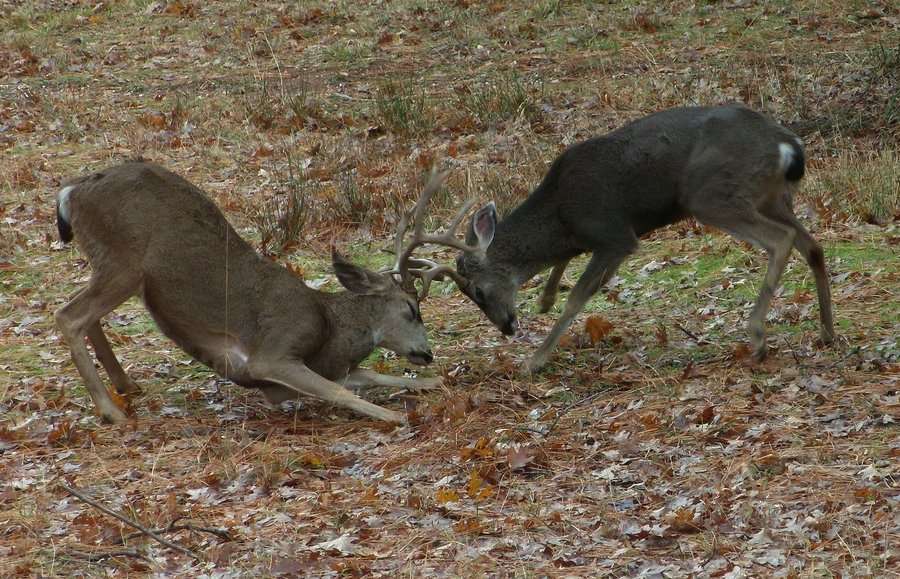 Saptamana Restaurantelor: 16-23 mai