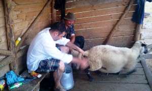 Doua zile cioban in Romania