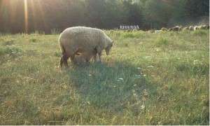 Promotie la The Gang cu David Contant