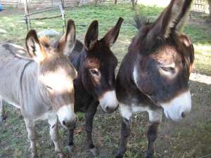 Magarii de Jilava prefera bucataria italiana