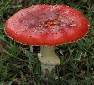 World’s best restaurant Noma gives 70 customers food poisoning