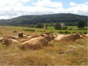 Jurnal de calatorie – importanta D.O.C.