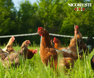 Un restaurant din Bucuresti are propria sa ferma de gaini