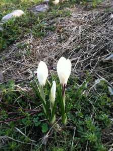 Daca vreti sa vizitati sau sa traiti in Peace & Harmony