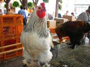 Vine Wienerwald, se inchide Casa Silva