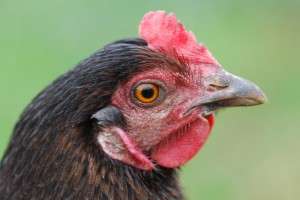 Scoateti pieptul de pui la gratar din meniu!