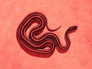 Sarpele Roz joaca cinstit