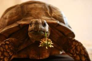 Grecul, turcul, indianul, ungurul, chinezul, francezul, mexicanul si altii…