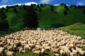 “Ultima transhumanta” la Muzeul National al Taranului Roman