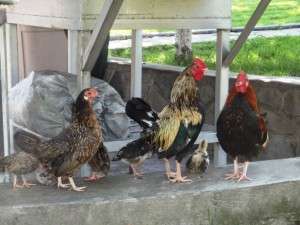 Exista mancare si in afara Bucurestiului? (II – Estul)