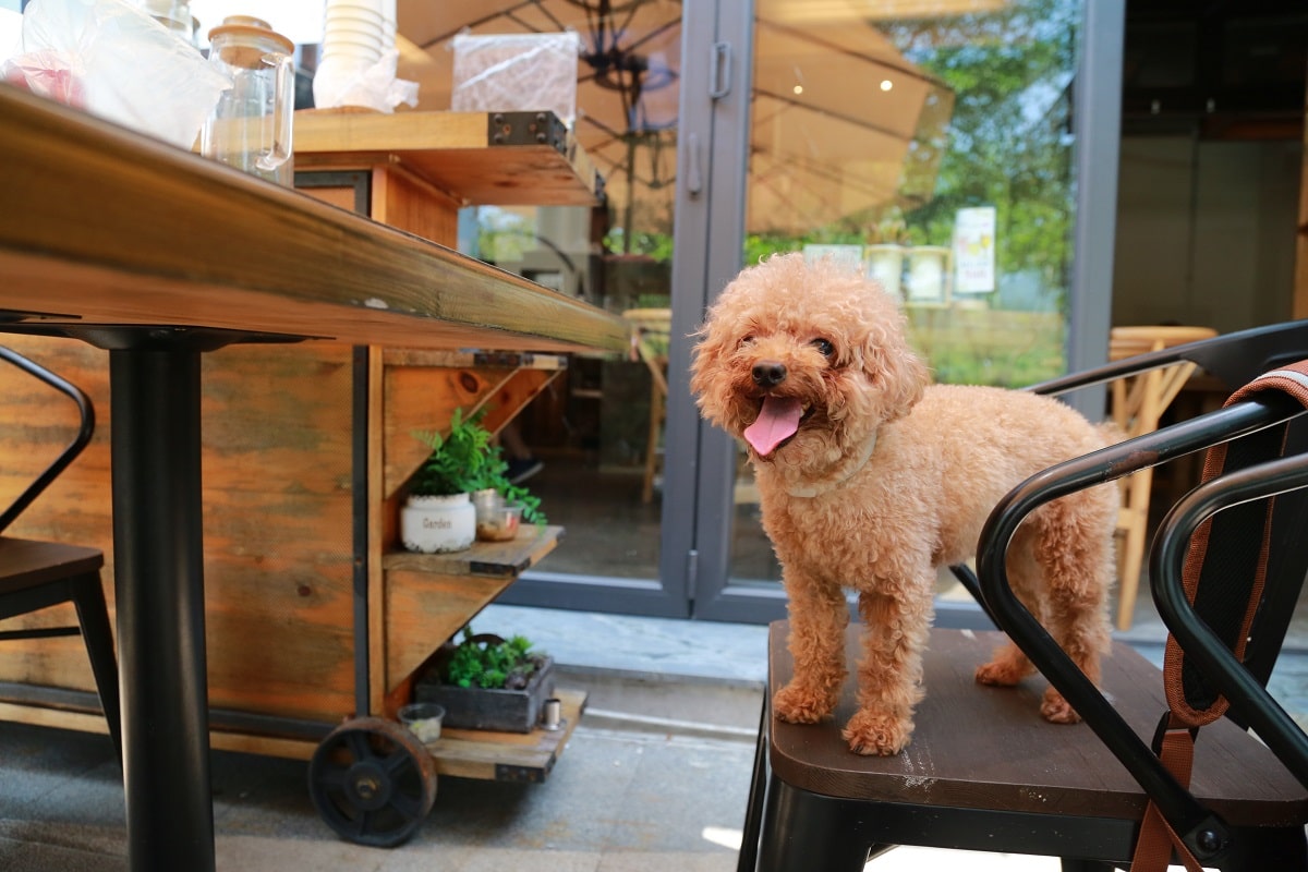 10 terase pet friendly din București