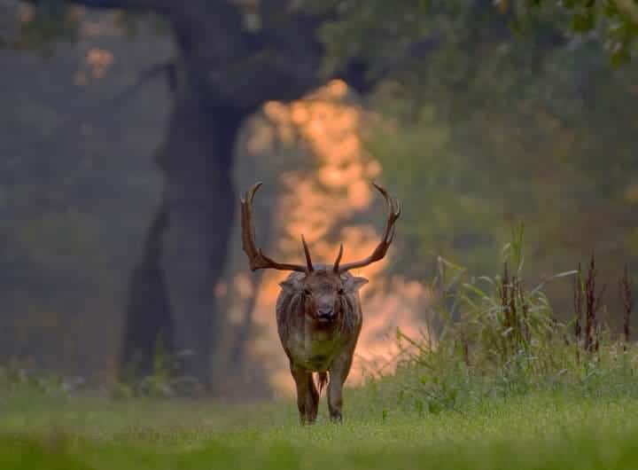 prim plan cu un cerb fotografiat printre copaci