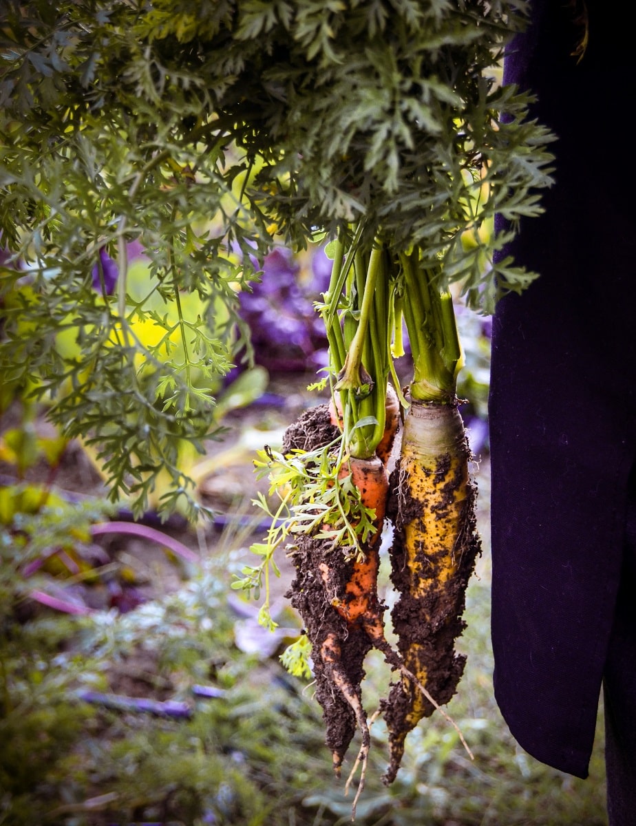 close up cu legume proaspat scoase din pamant din gradina restaurantului La Hambar, unul din restaurante destinatie din țară