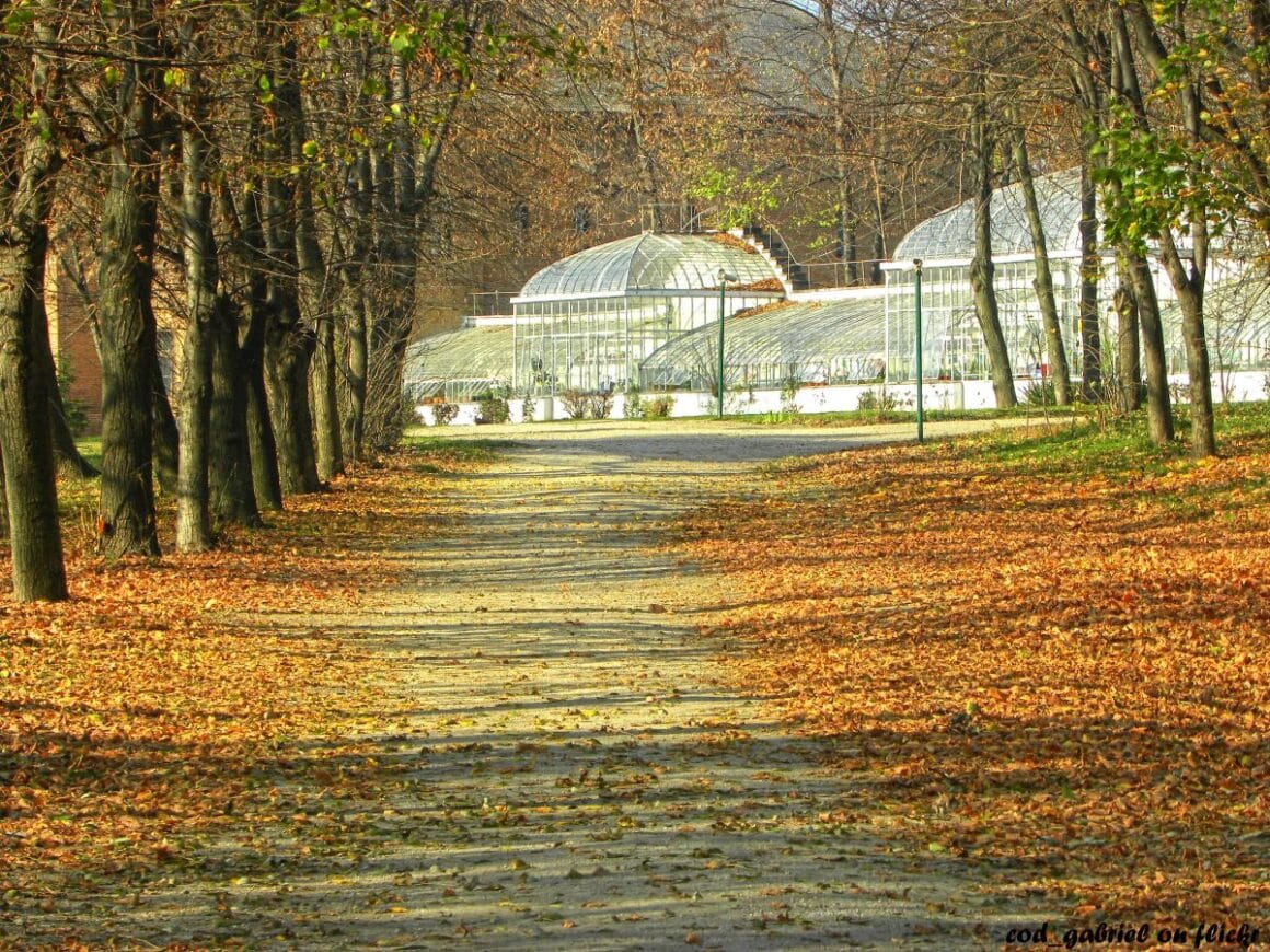 serele palatului mogosoaia se vad in capatul unui drum ingradit de copaci si frunze uscate pe jos