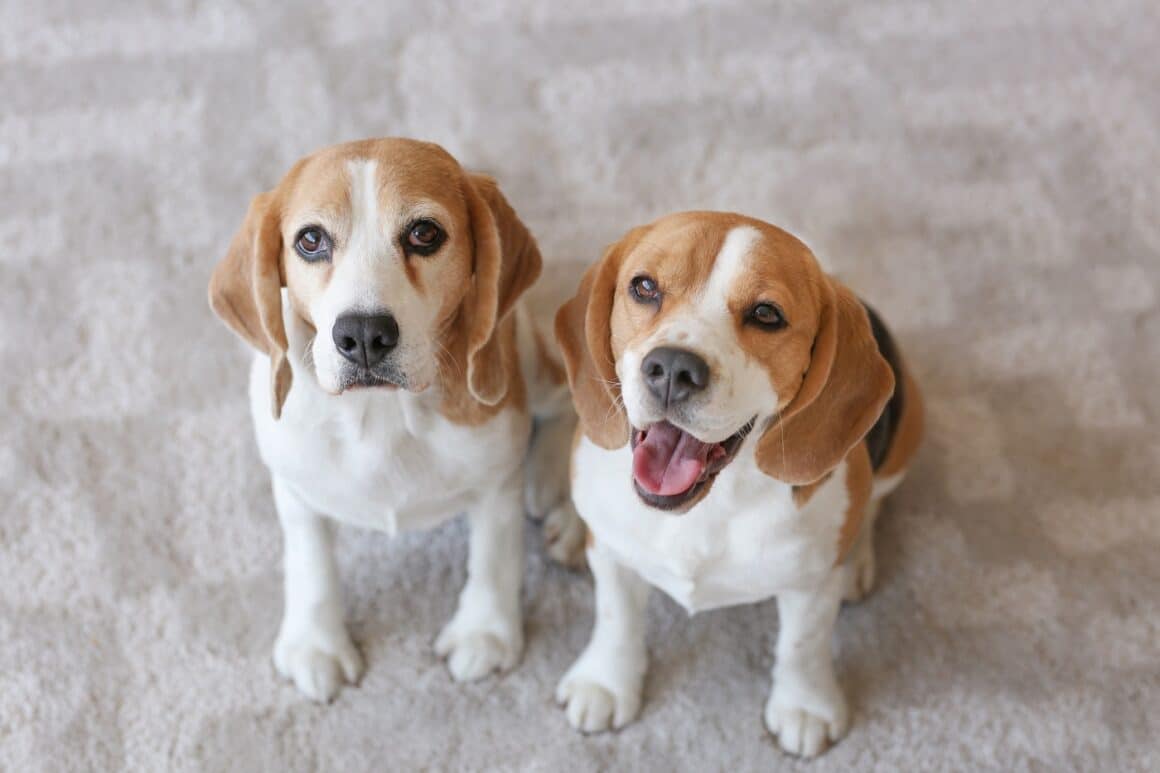 doi catelusi pe un covor - imagine sugestiva pentru solutie de curatat covoare. Produse naturale de curățenie