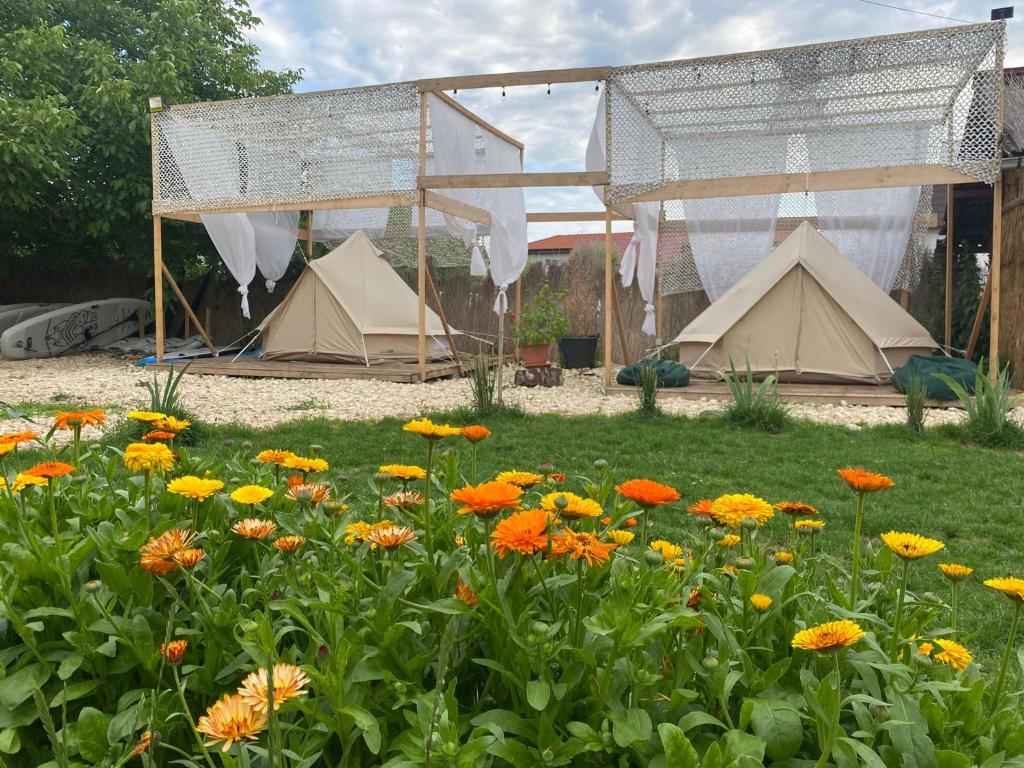 2 corturi de glamping amplasate fiecare  intr-un cadru de lemn, si in fata lor gazon cu flori la SupVamaVeche