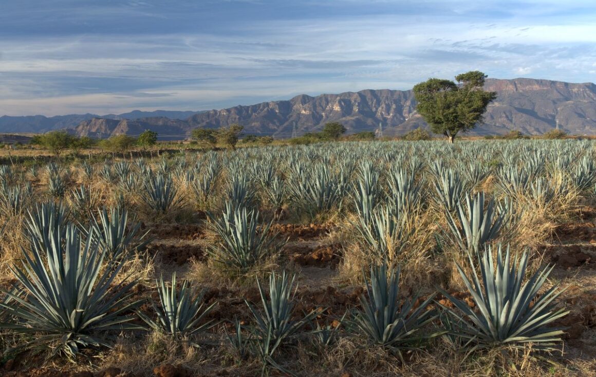 plantatie de agave, materia prima pentru mezcal si tequila
