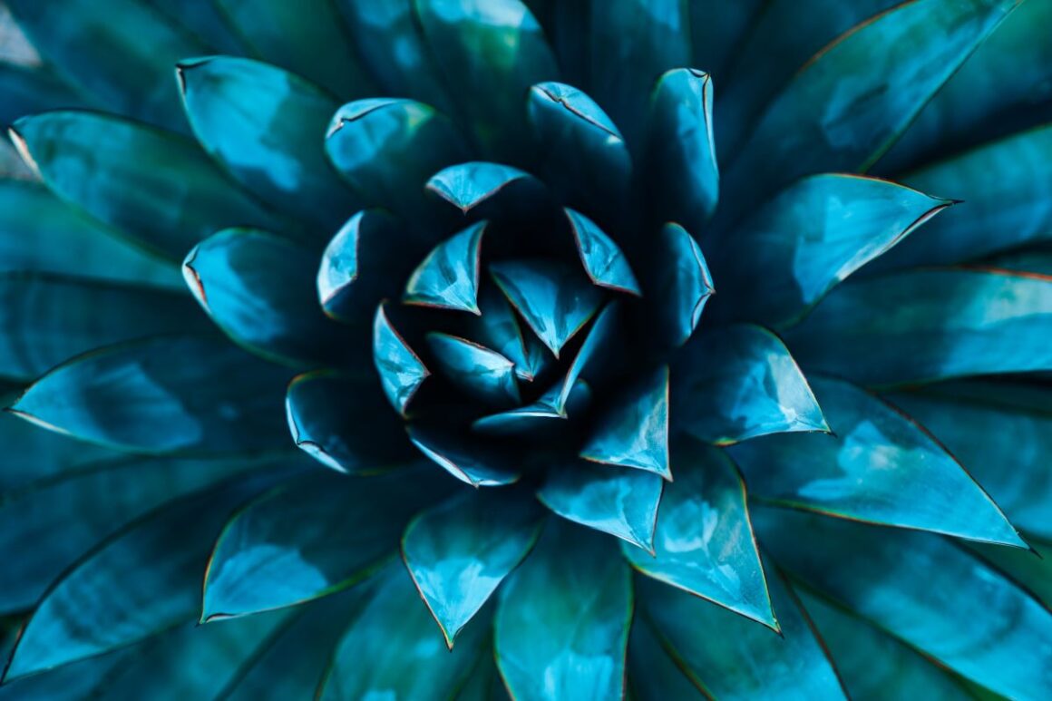 agave albastra din care s eface tequila