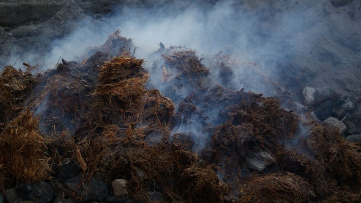 afumarea plantelor de agave pentru a produce mezcalul