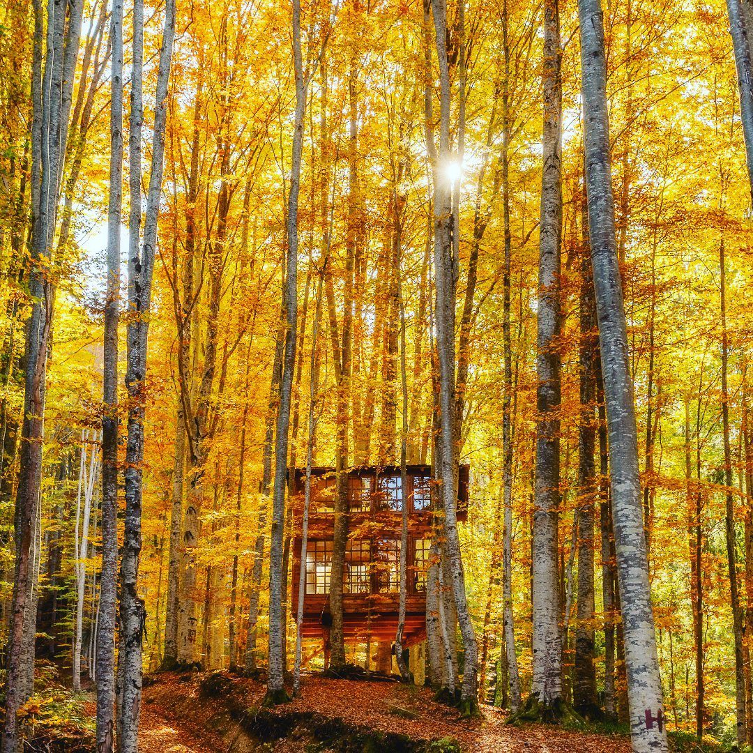 Căsută în copac la Transfagarasan Tree House Village fotografiata toamna, printre copacii cu frunze galbene din padure
