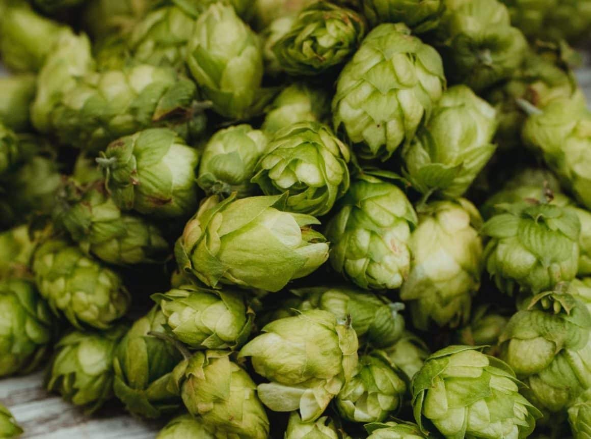 mai multe conuri de hamei proaspete sunt fotografiate de aproape. Unul din ingredientele necesare ca să faci bere acasă