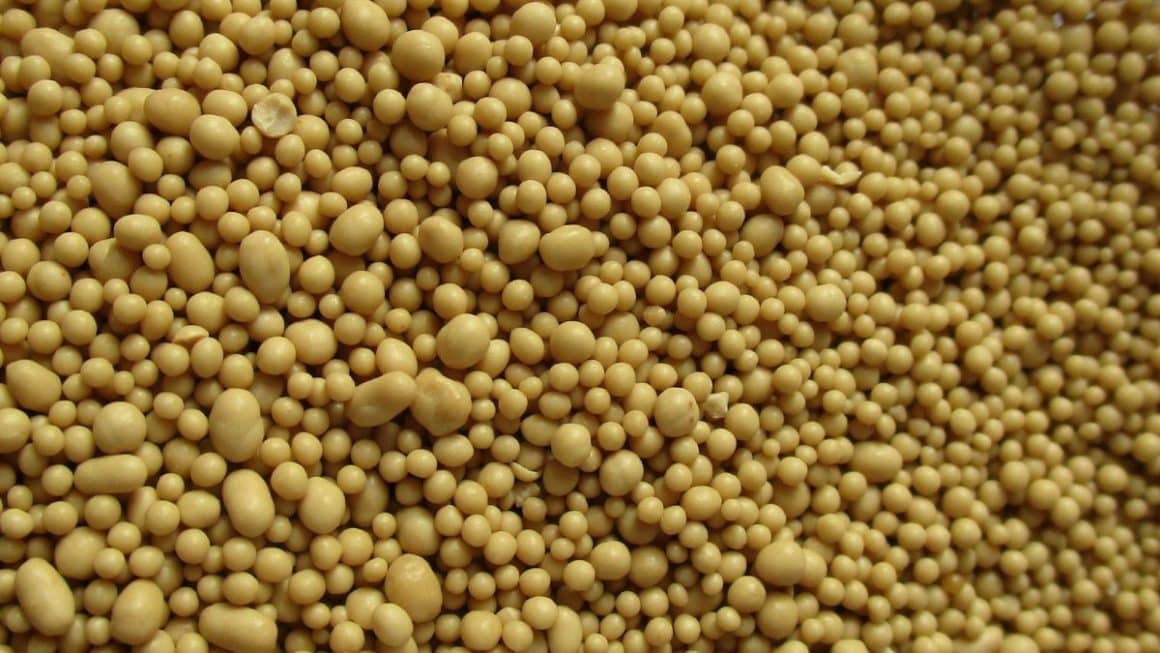 mai multe granule de drojdie uscata folosite să faci bere acasă, fotografiate de aproape