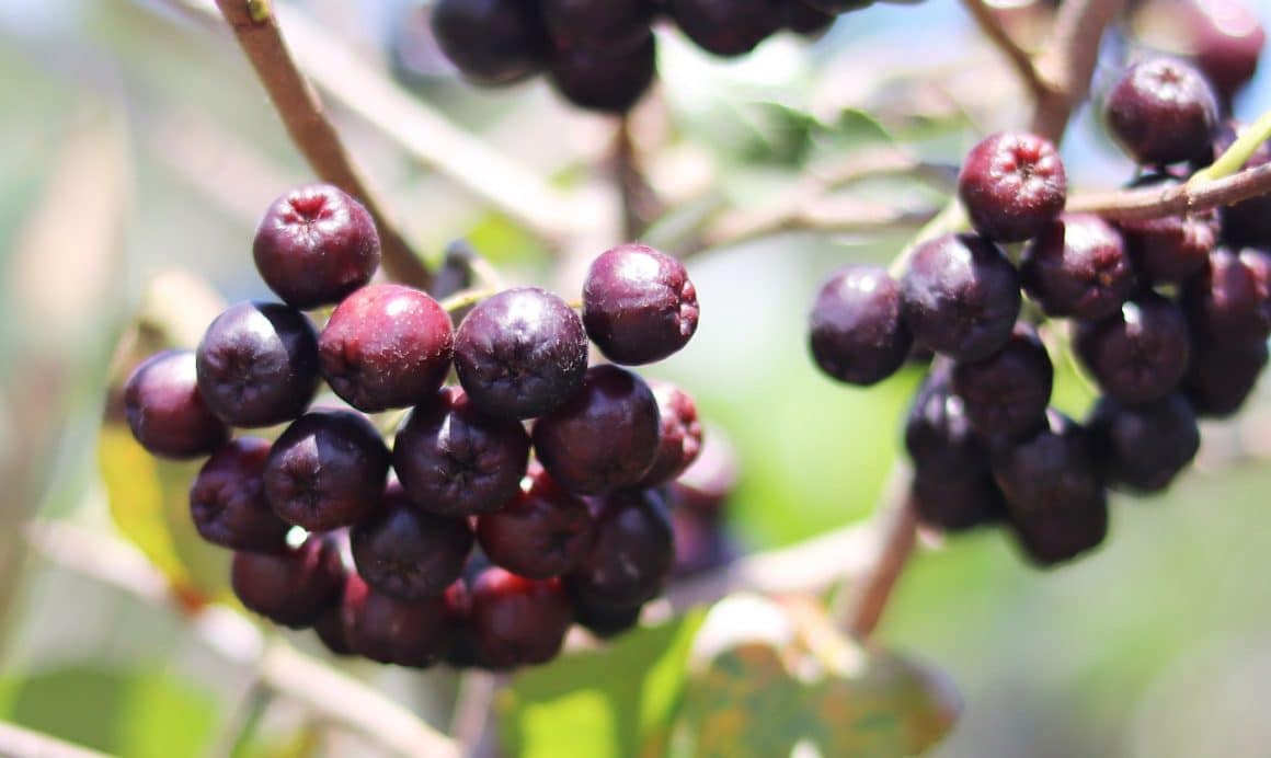 Close up cu acai, fruct exotic asemanator cu afinele, care creste ciorchine