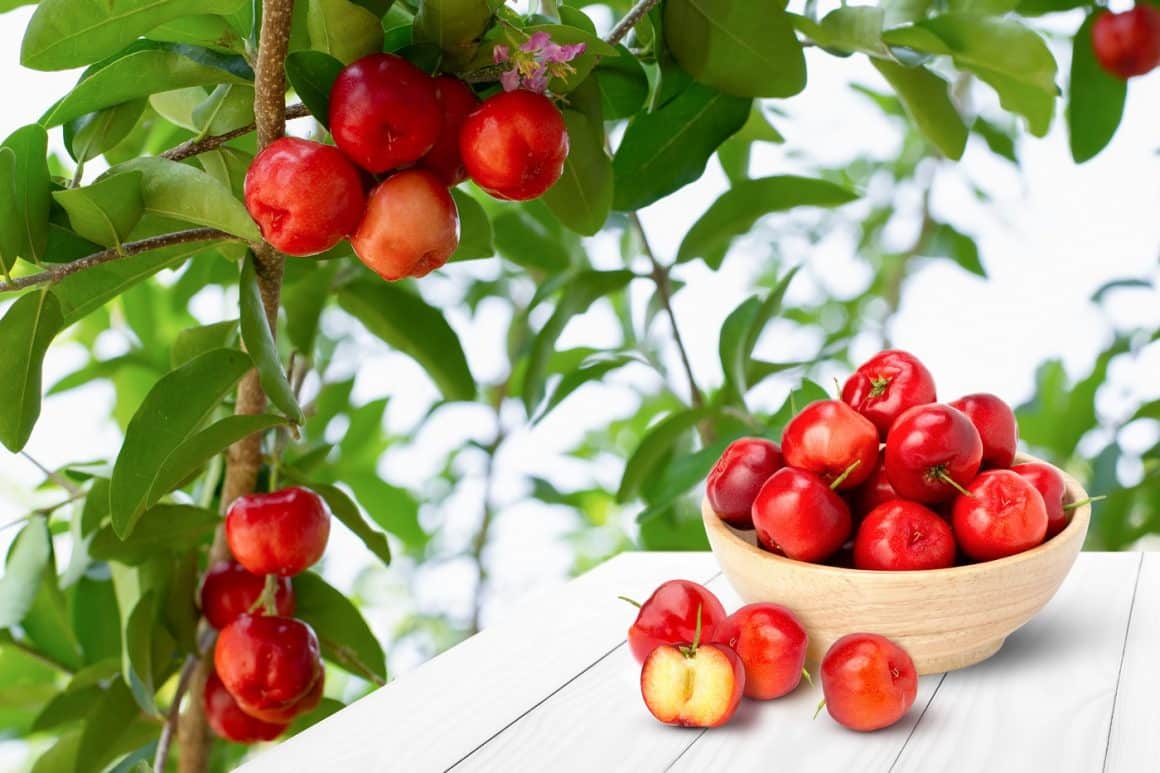 Acerola, fructe exotice asemanatoare cu ciresele, rosii si mici.
