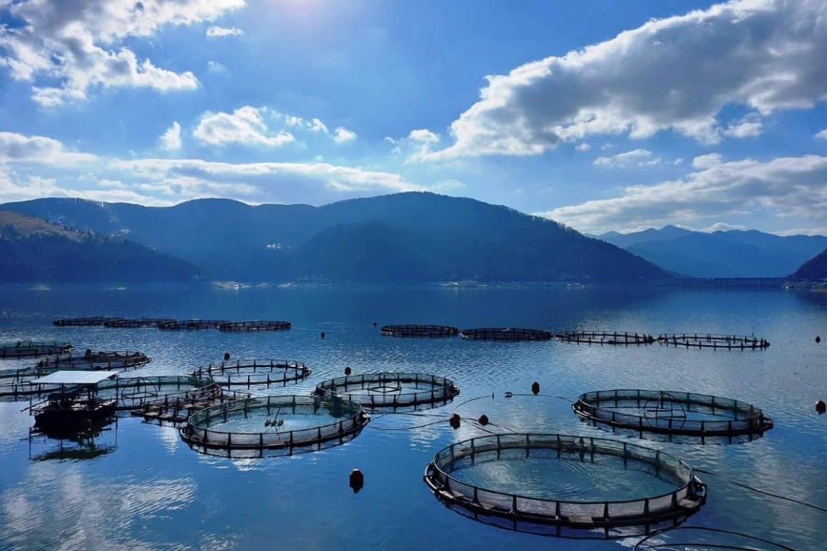 mai multe plase dintr-o crescătorie de pești, pe un lac, iar in fundal se vîăd munți împăduriți. 