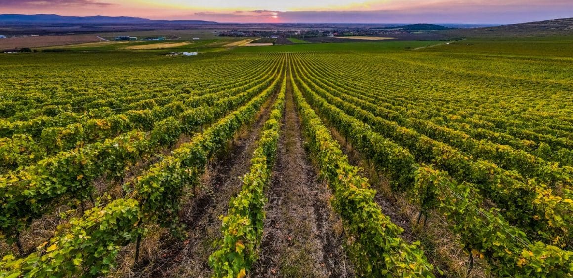 imagine de ansamblu cu o podgorie de vin fotografiata la apus. Imagine concept pentru festivalul Wine Tonic. Zilele Recoleti din București.  Târguri gastronomice de toamnă