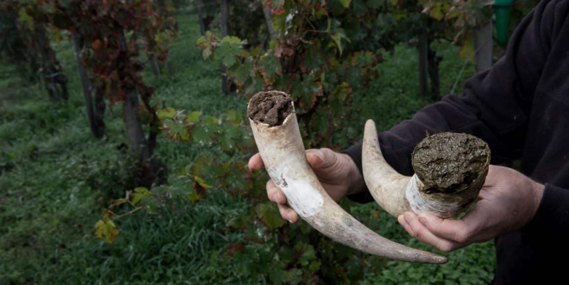 un bărbat ține în mână două coarne de vacă umplute cu pământ în mijlocul unei cuturi biodinamice de viță de vie